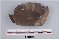 藏品(小型三葉蟲化石)的圖片